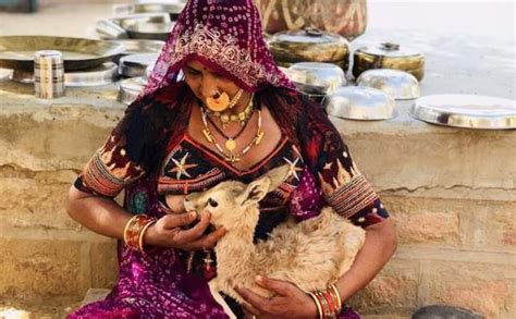 Bishnoi mother breastfeeds baby deer, internet full of praise for .